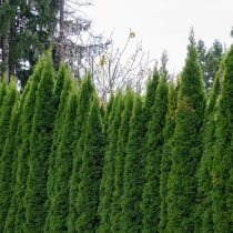 Туя западная (Thuja occidentalis)