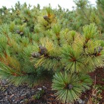 Кедровый стланик (Pinus pumila)