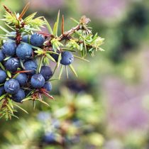 Можжевельник обыкновенный (Juniperus communis)