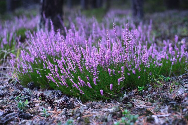 Вереск обыкновенный (Calluna vulgaris) 