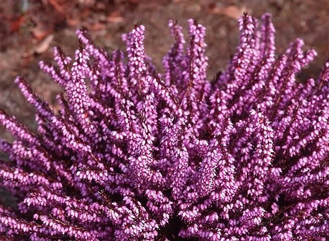 Эрика дарленская (Erica x darleyensis)