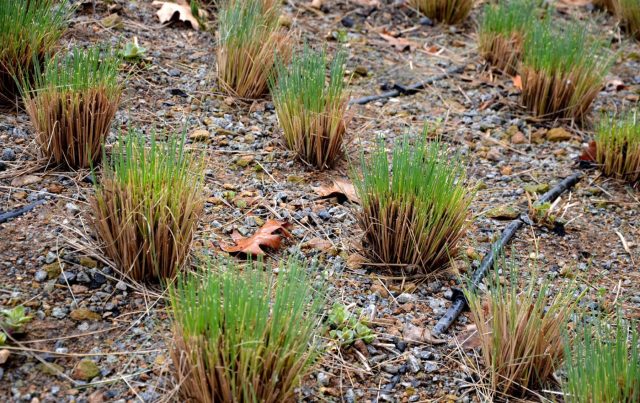 Декоративные злаки весной обрезают до 10–15 см, пока не пошла молодая зелень. Это освобождает место для новых побегов и сохраняет аккуратный вид посадок.