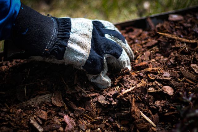 После схода снега старую мульчу убирают, почву рыхлят и увлажняют. Новый слой вносят позже, а у многолетников с оголенными корнями подсыпают землю.