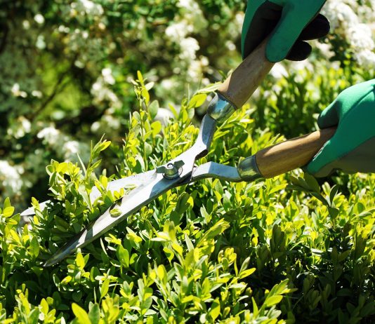 Весенние хлопоты садовода — чек-лист важных дел на апрель