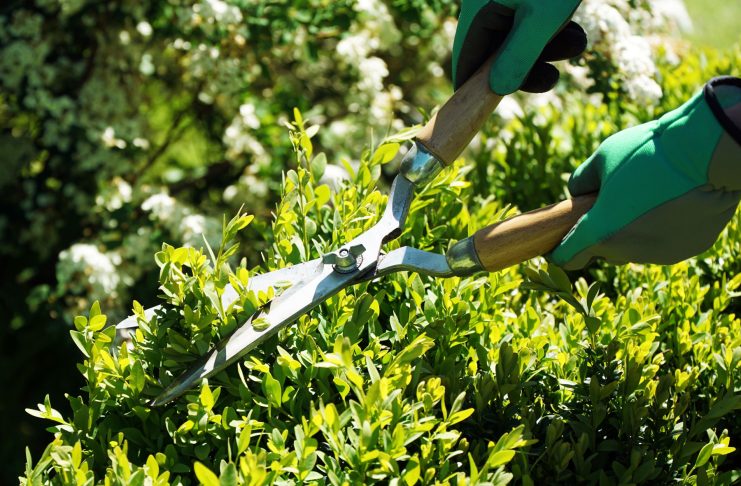 Весенние хлопоты садовода — чек-лист важных дел на апрель