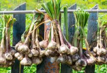 Весенняя подкормка озимого чеснока: что помогает получить крупные головки