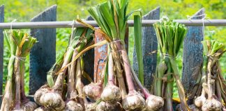 Весенняя подкормка озимого чеснока: что помогает получить крупные головки