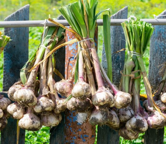 Весенняя подкормка озимого чеснока: что помогает получить крупные головки