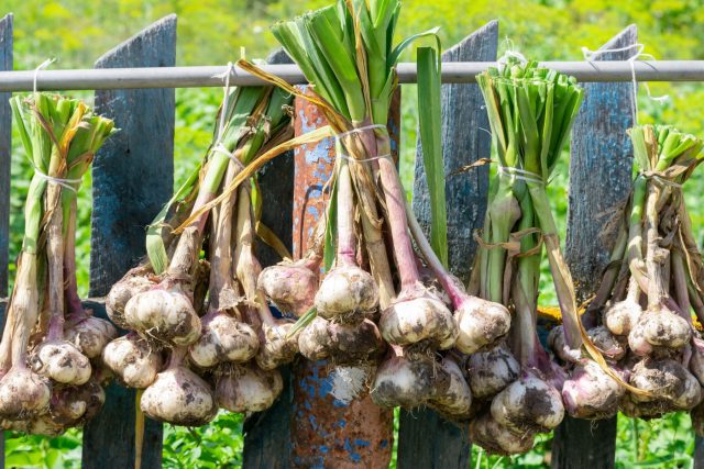 Весенняя подкормка озимого чеснока: как получать крупные головки