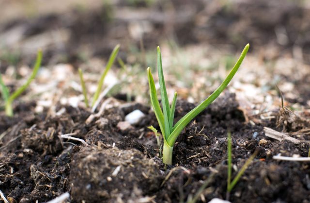 Через 10–14 дней чеснок требует уже не чистый азот, а комплексное питание. Баланс азота, фосфора и калия помогает развить корни и поддерживает стабильный рост без перекосов в сторону ботвы.