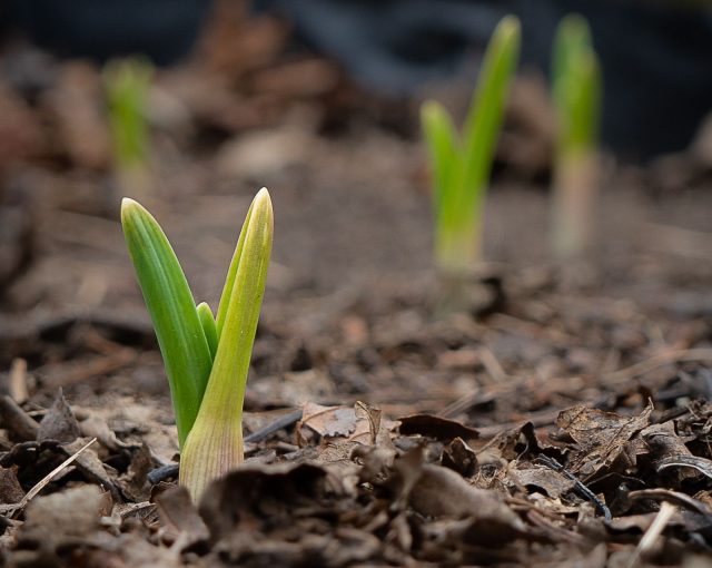 Как только чеснок дал 2–3 см зелени, ему нужен азот. Подкормка по влажной почве запускает быстрый рост листьев и закладывает основу урожая. Промедление или сухая земля резко снижают эффект.