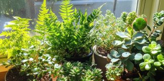 Весна — спасаем комнатные растения от вредителей