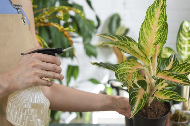 Осмотр и обработка ослабленного после зимы растения 