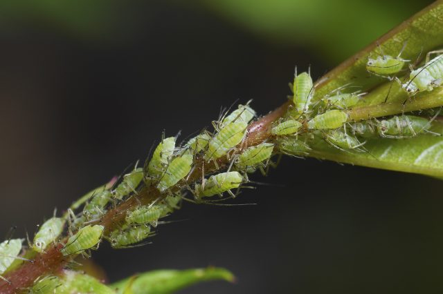 Колония зеленой тли на молодом побеге домашнего цветка
