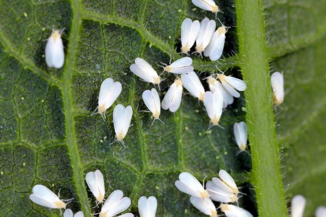 Белые мошки белокрылки на нижней части куста растения