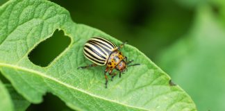 Всё, что нужно знать о колорадском жуке для надёжной борьбы