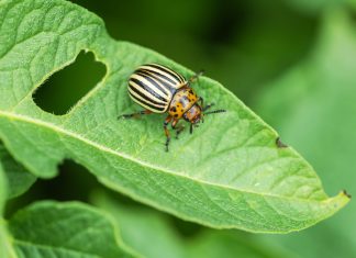 Всё, что нужно знать о колорадском жуке для надёжной борьбы