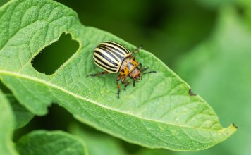 Всё, что нужно знать о колорадском жуке для надёжной борьбы