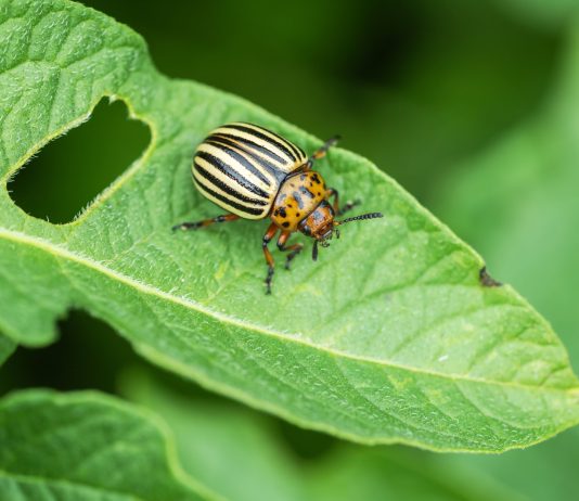 Всё, что нужно знать о колорадском жуке для надёжной борьбы - Сад и огород Всё, что нужно знать о колорадском жуке для надёжной борьбы