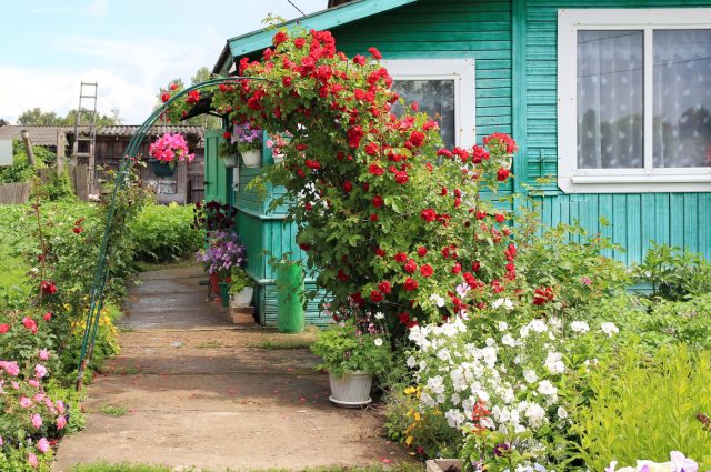 Старый сад легко не переделывать с нуля, а переосмыслить: оставить дерево и взрослые посадки как основу, а вместо грядок собрать простой цветник и зону отдыха — так пространство становится удобнее, но не теряет характер.