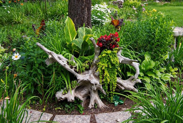 Корни и коряги дают более выразительную форму, чем обычные пни: в их изгибах легко закрепить растения, и тогда сухая древесина превращается в живой акцент, который собирает вокруг себя всю композицию.