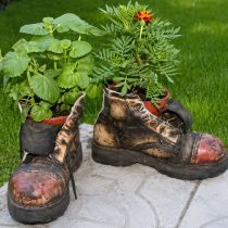 Старые рабочие ботинки — готовые контейнеры для цветов и зелени. Немного грунта, дренаж и простые растения — и обычная вещь становится выразительным элементом сада с лёгким винтажным настроением.