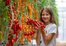 Томаты на любой вкус — выбираем лучшие сорта сезона Томаты на любой вкус — выбираем лучшие сорта сезона