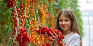 Томаты на любой вкус — выбираем лучшие сорта сезона