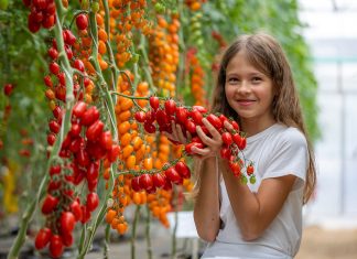 Томаты на любой вкус — выбираем лучшие сорта сезона