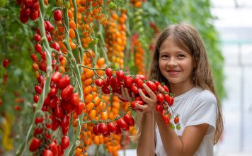 Томаты на любой вкус — выбираем лучшие сорта сезона