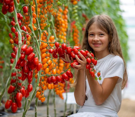 Томаты на любой вкус — выбираем лучшие сорта сезона - Сад и огород Томаты на любой вкус — выбираем лучшие сорта сезона