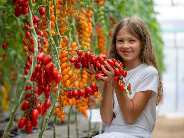 Томаты на любой вкус — выбираем лучшие сорта сезона Томаты на любой вкус — выбираем лучшие сорта сезона