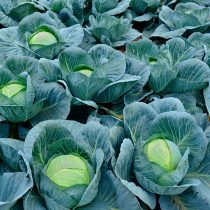 Застольный F1