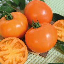 Томат Золото скифов F1 Томат Золото скифов F1