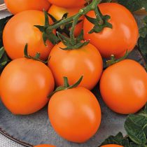 Томат Золотой амулет F1 Томат Золотой амулет F1