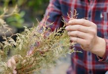 Почему желтеет туя весной и как её спасти?