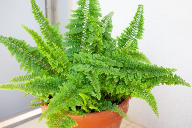 Нефролепис возвышенный (Nephrolepis exaltata)