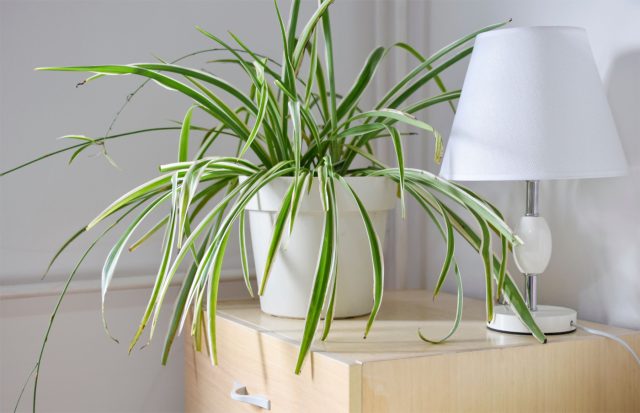 Хлорофитум хохлатый (Chlorophytum comosum)