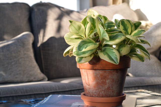 Пеперомия туполистная (Peperomia obtusifolia)