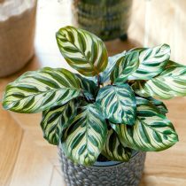 Калатея Макоя (Calathea makoyana)