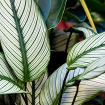 Калатея украшенная (Calathea ornata)