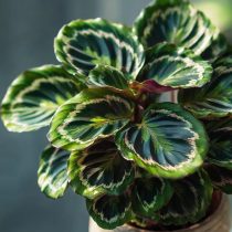 Калатея «Медальон» (Calathea roseopicta 'Medallion')