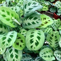 Маранта «Керховена» (Maranta leuconeura var. kerchoveana)