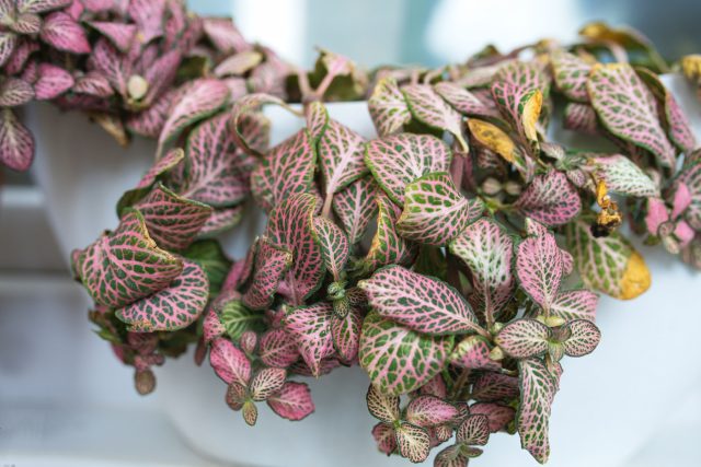 Фиттония Вершаффельта (Fittonia albivenis)
