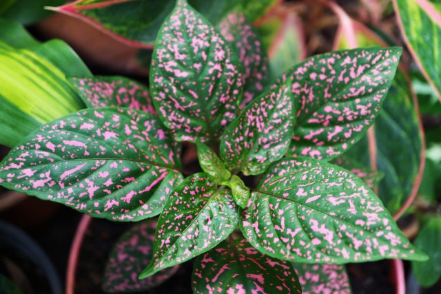 Гипоэстес кроваво-красный (Hypoestes phyllostachya)