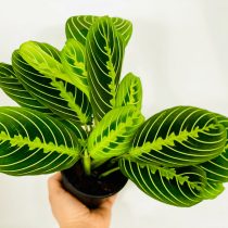 Маранта «Лимон Лайм» (Maranta leuconeura 'Lemon Lime')