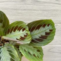 Маранта «Массанжена» (Maranta leuconeura 'Massangeana')