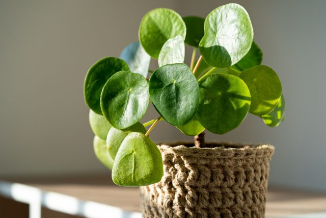 Пилея пеперомиевидная (Pilea peperomioides)