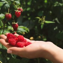 Малина — почти обязательный кустарник для дачи: летом ягоды уходят прямо с куста, а часть урожая удобно заморозить или пустить на варенье. Главное — сразу контролировать поросль.