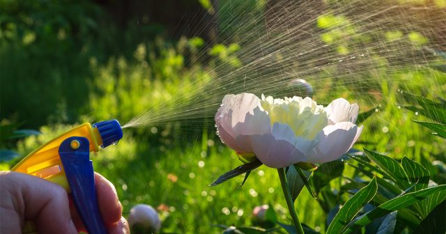 Сильная струя воды быстро убирает муравьёв с бутонов, но эффект недолгий. Такой способ удобен перед срезкой цветов, если нужно занести букет домой без насекомых.